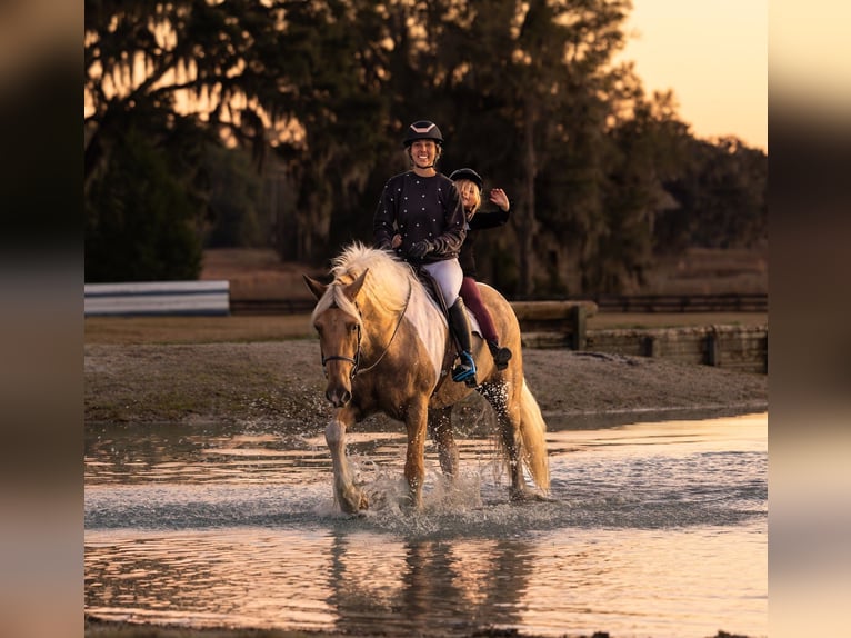 Tinker Mix Ruin 6 Jaar 168 cm Gevlekt-paard in Ocala