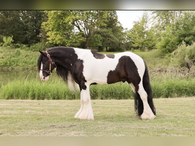 Tinker Ruin 6 Jaar Gevlekt-paard in Howell