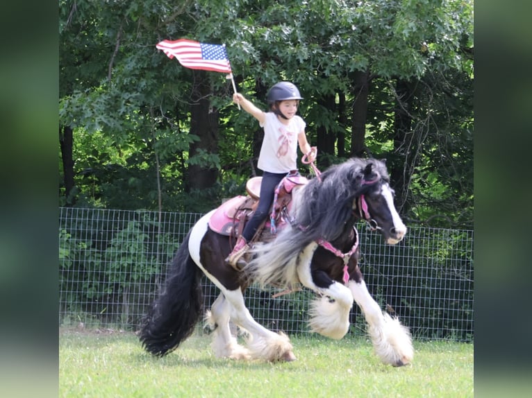 Tinker Ruin 6 Jaar Gevlekt-paard in Howell