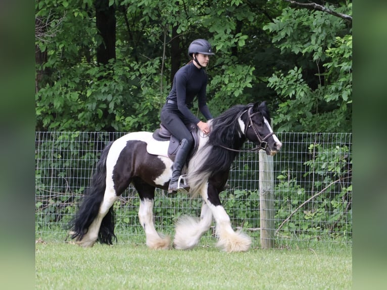 Tinker Ruin 6 Jaar Gevlekt-paard in Howell