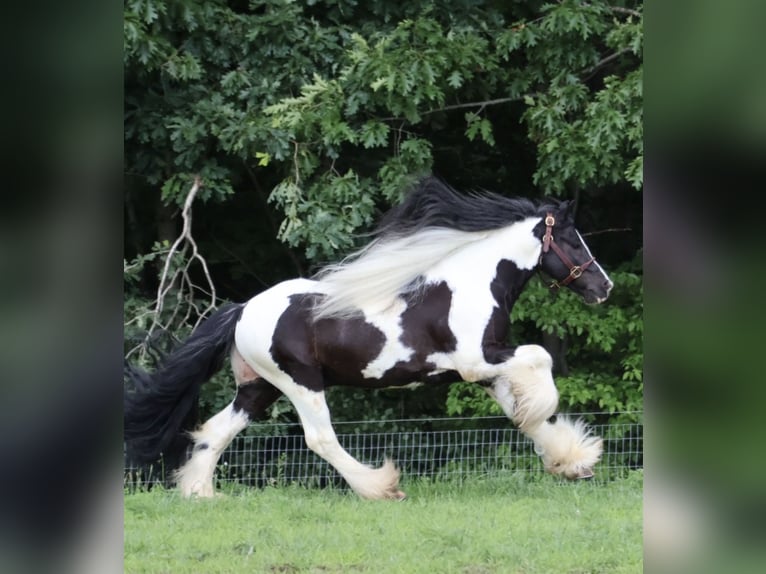 Tinker Ruin 6 Jaar Gevlekt-paard in Howell