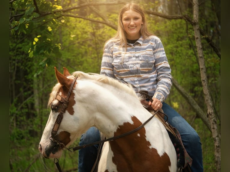 Tinker Mix Ruin 6 Jaar Gevlekt-paard in Saint Joe