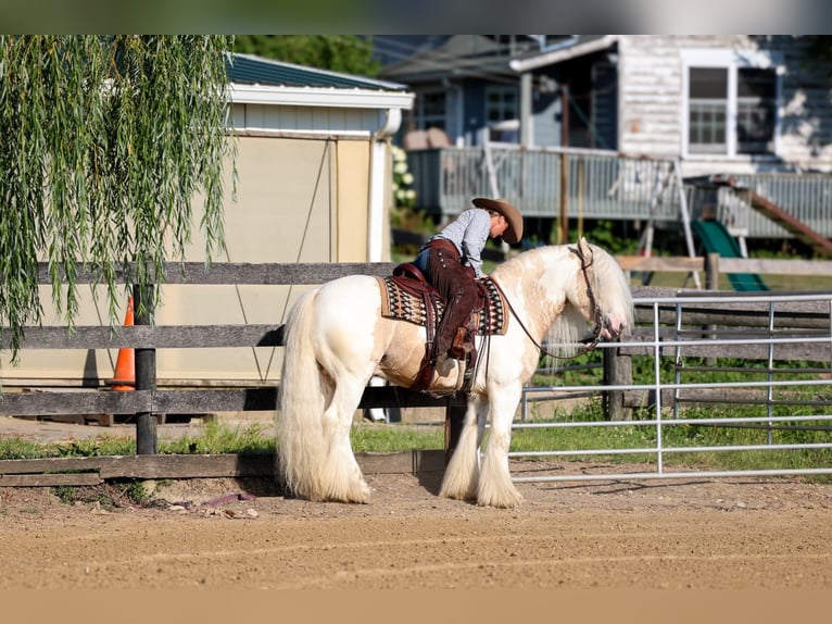 Tinker Ruin 6 Jaar Gevlekt-paard in Fredericksburg