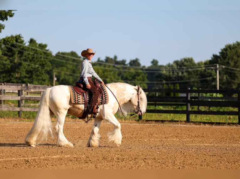 Tinker Ruin 6 Jaar Gevlekt-paard in Fredericksburg