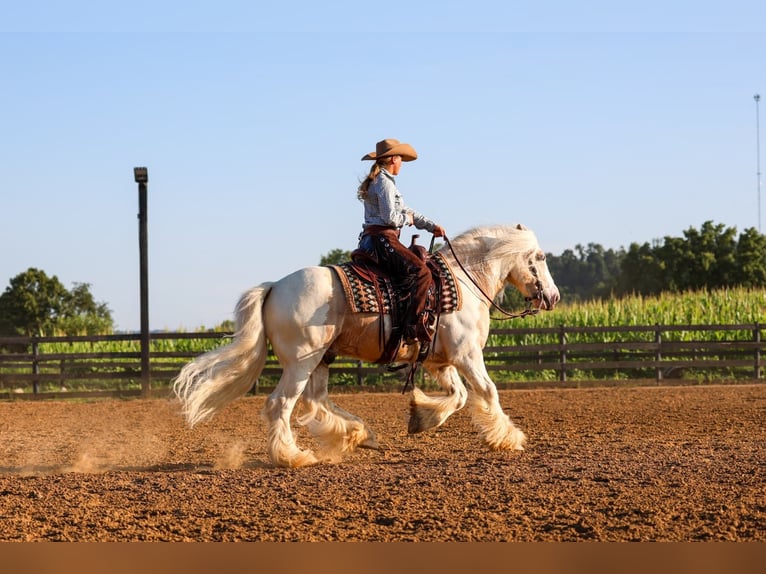 Tinker Ruin 6 Jaar Gevlekt-paard in Fredericksburg