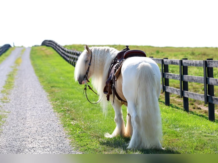 Tinker Ruin 6 Jaar Gevlekt-paard in Fredericksburg
