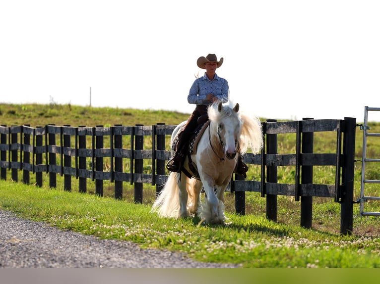 Tinker Ruin 6 Jaar Gevlekt-paard in Fredericksburg