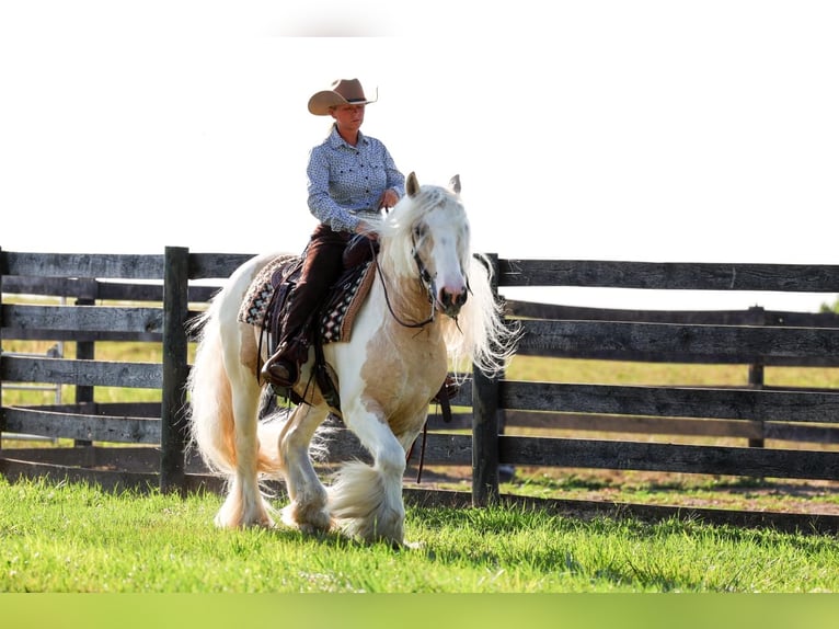 Tinker Ruin 6 Jaar Gevlekt-paard in Fredericksburg