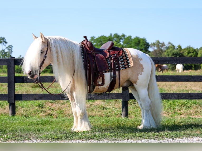 Tinker Ruin 6 Jaar Gevlekt-paard in Fredericksburg