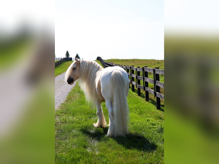 Tinker Ruin 6 Jaar Gevlekt-paard in Fredericksburg