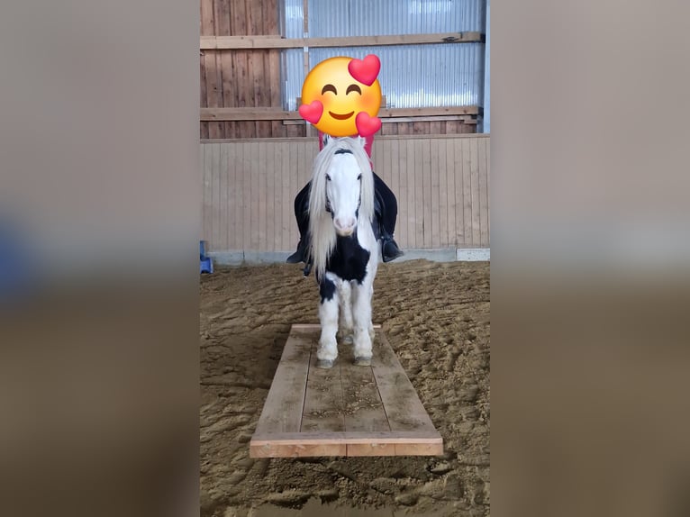 Tinker Ruin 7 Jaar 125 cm Gevlekt-paard in Bad Berleburg