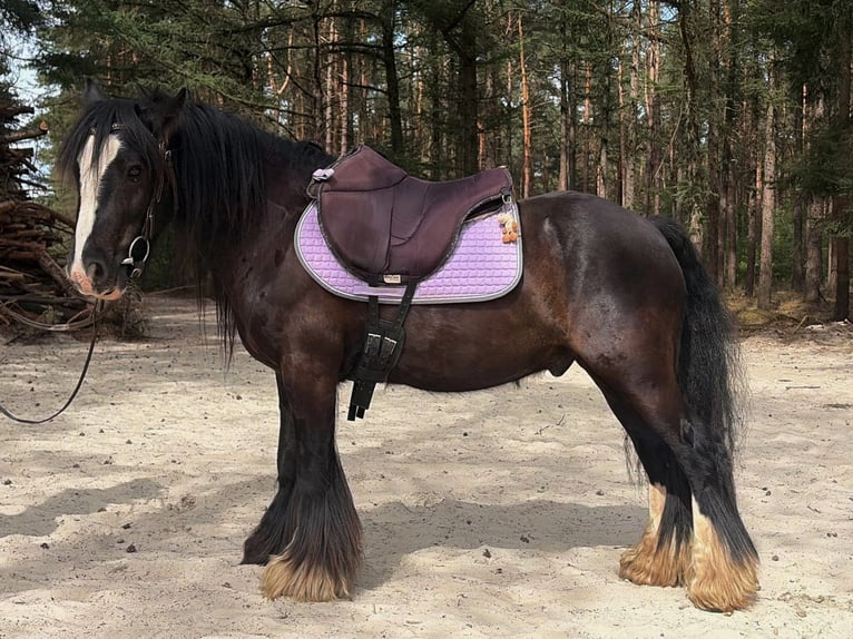Tinker Ruin 7 Jaar 127 cm Zwart in Lathen