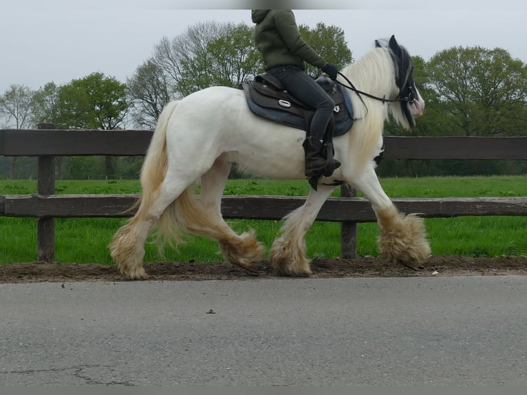 Tinker Ruin 7 Jaar 137 cm Gevlekt-paard in Lathen