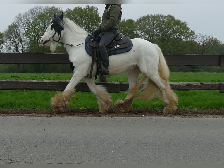 Tinker Ruin 7 Jaar 137 cm Gevlekt-paard in Lathen