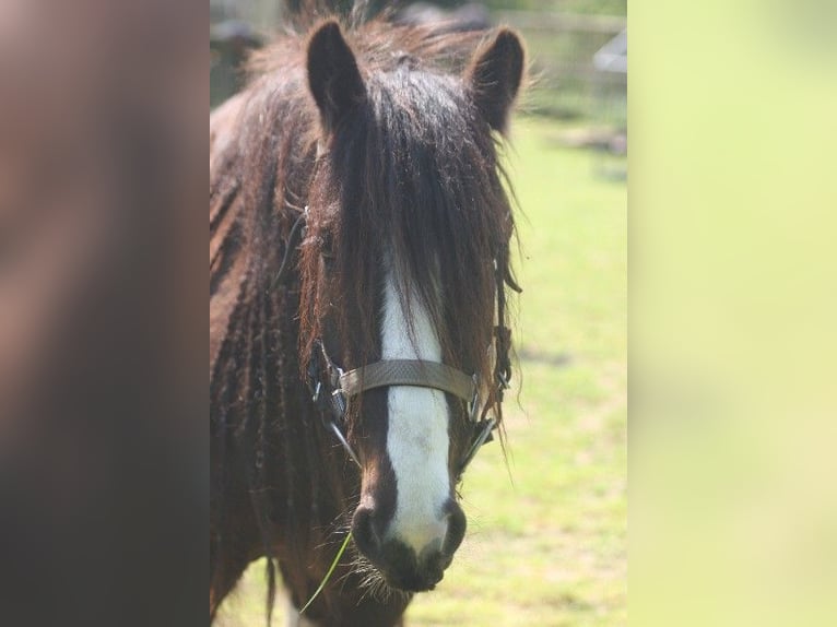 Tinker Ruin 7 Jaar 140 cm Donkerbruin in Kempen