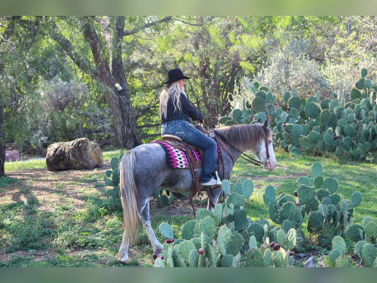 Tinker Ruin 7 Jaar 142 cm Roan-Blue in Stephenville TX