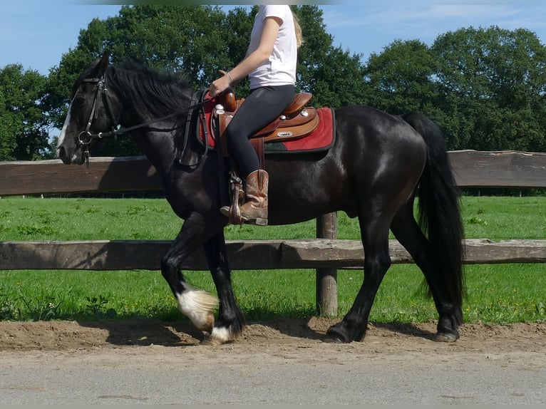 Tinker Mix Ruin 7 Jaar 145 cm Zwart in Lathen