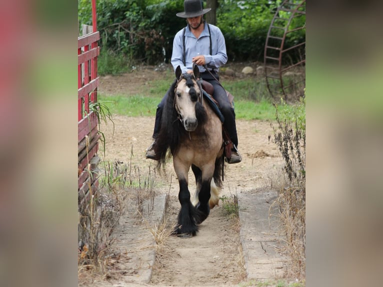 Tinker Ruin 7 Jaar 147 cm Buckskin in Plano