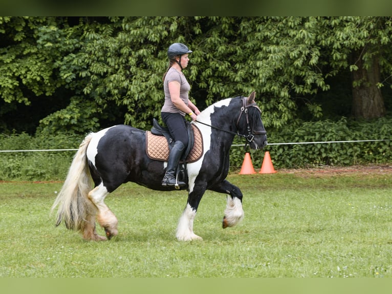 Tinker Ruin 7 Jaar 147 cm Gevlekt-paard in Niedersachswerfen