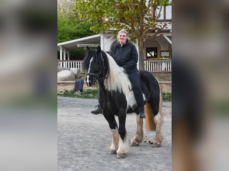 Tinker Ruin 7 Jaar 147 cm Gevlekt-paard in Niedersachswerfen