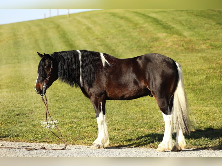 Tinker Mix Ruin 7 Jaar 147 cm Tobiano-alle-kleuren in Millersburg, oh