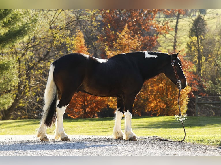 Tinker Mix Ruin 7 Jaar 147 cm Tobiano-alle-kleuren in Millersburg, oh