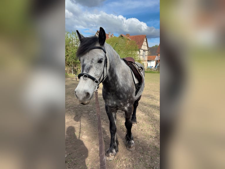 Tinker Mix Ruin 7 Jaar 150 cm Blauwschimmel in WolfhagenWolfhagen
