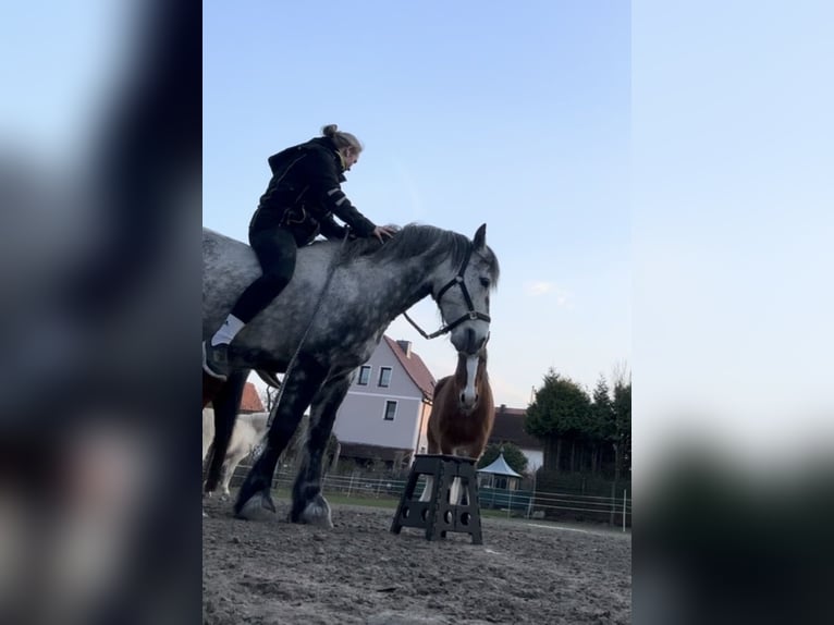 Tinker Mix Ruin 7 Jaar 150 cm Blauwschimmel in WolfhagenWolfhagen