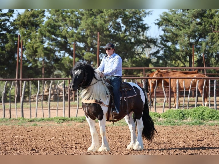 Tinker Ruin 7 Jaar 152 cm Gevlekt-paard in Ripley