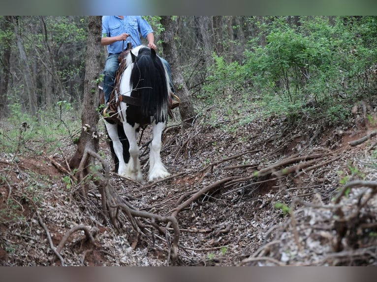 Tinker Ruin 7 Jaar 152 cm Gevlekt-paard in Ripley