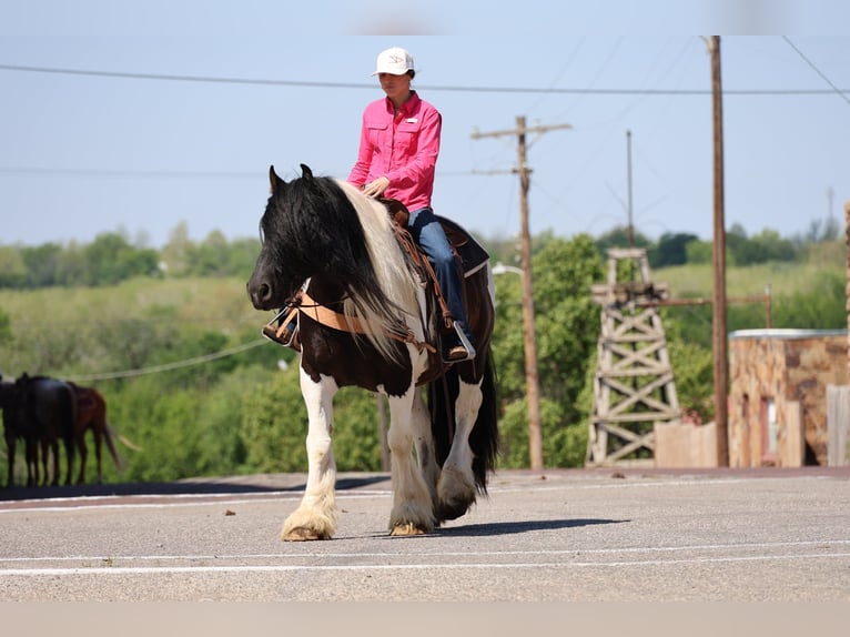 Tinker Ruin 7 Jaar 152 cm Gevlekt-paard in Ripley