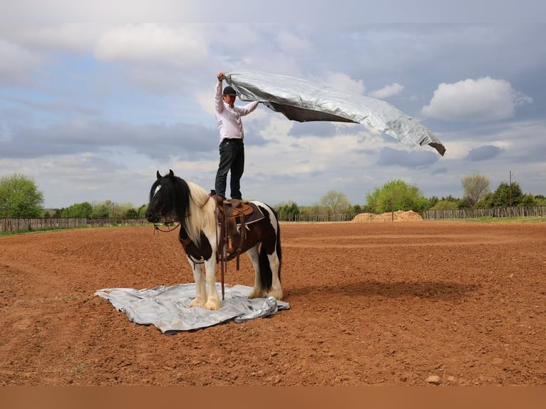 Tinker Ruin 7 Jaar 152 cm Gevlekt-paard in Ripley