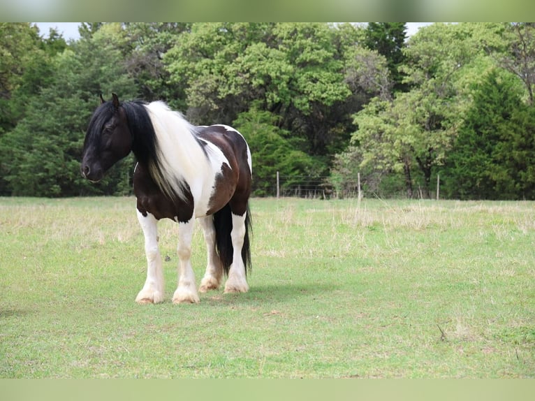 Tinker Ruin 7 Jaar 152 cm Gevlekt-paard in Ripley