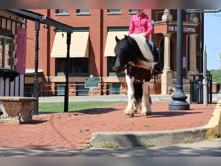 Tinker Ruin 7 Jaar 152 cm Gevlekt-paard in Ripley