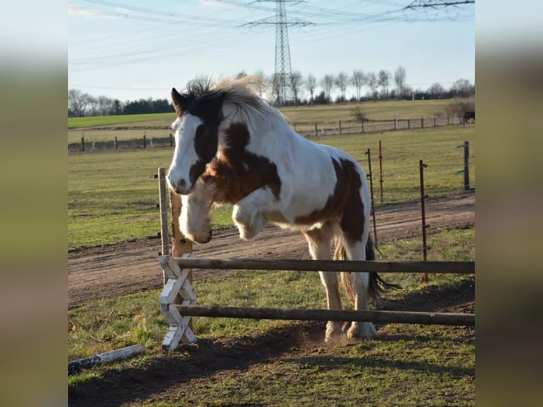 Tinker Mix Ruin 7 Jaar 155 cm Gevlekt-paard in Perleberg
