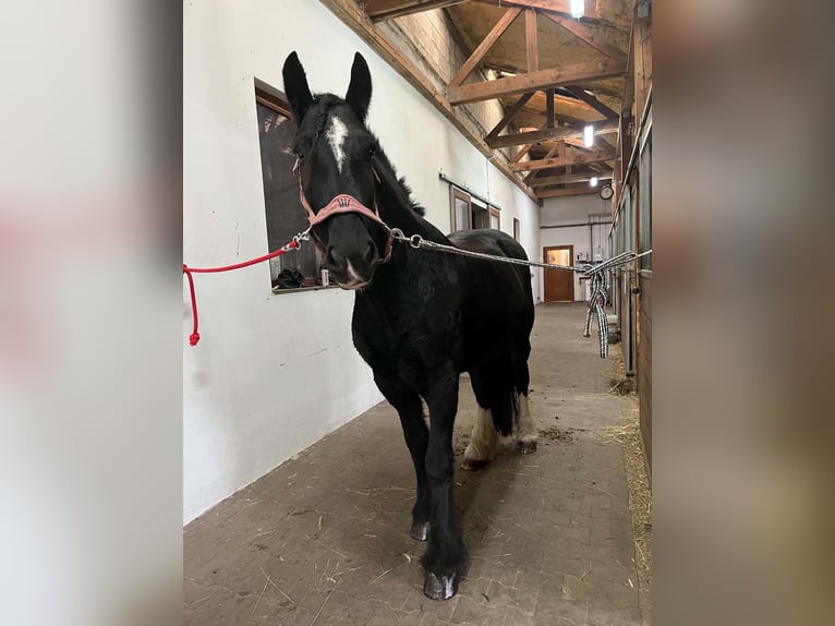 Tinker Ruin 7 Jaar 165 cm Zwart in Łąkie