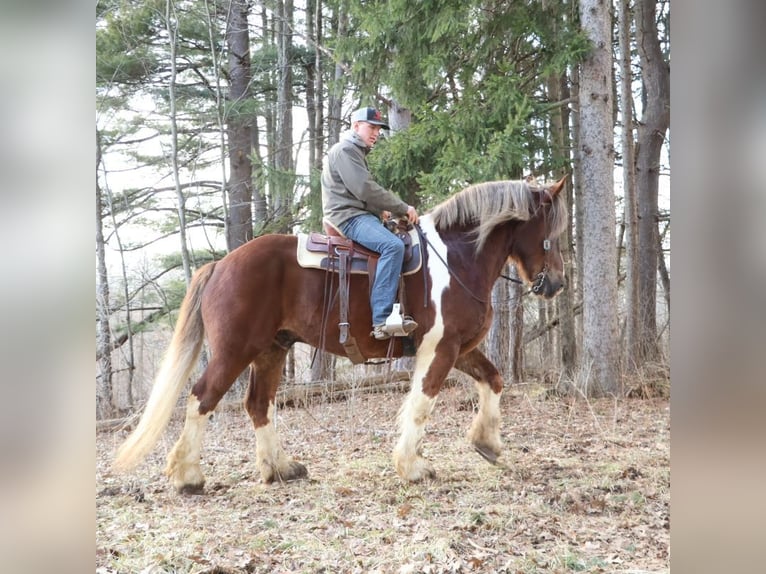 Tinker Mix Ruin 7 Jaar 170 cm Donkere-vos in Howell