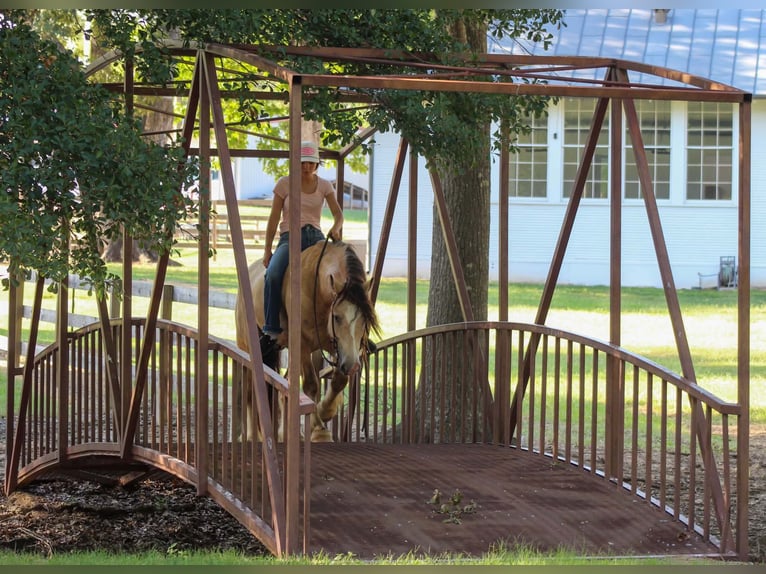 Tinker Ruin 7 Jaar Buckskin in Eustace