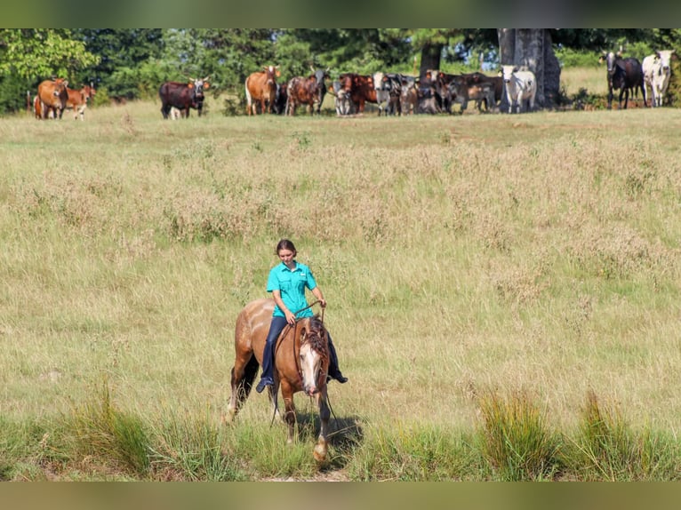 Tinker Ruin 7 Jaar Buckskin in Eustace