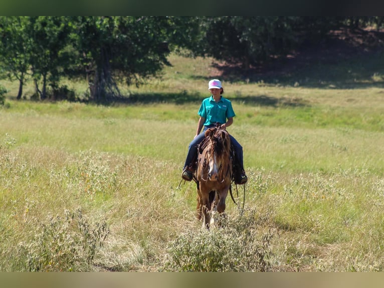 Tinker Ruin 7 Jaar Buckskin in Eustace