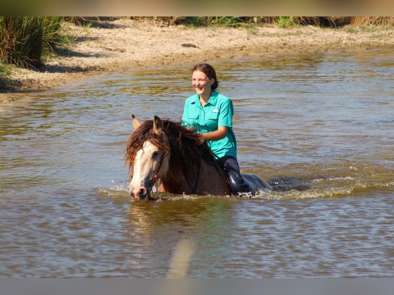 Tinker Ruin 7 Jaar Buckskin in Eustace