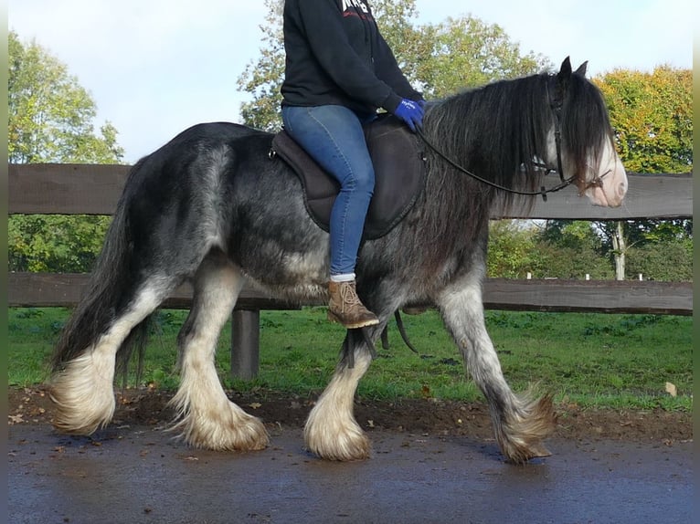Tinker Ruin 8 Jaar 127 cm Zwartschimmel in Lathen