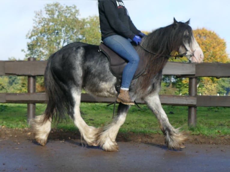 Tinker Ruin 8 Jaar 127 cm Zwartschimmel in Lathen