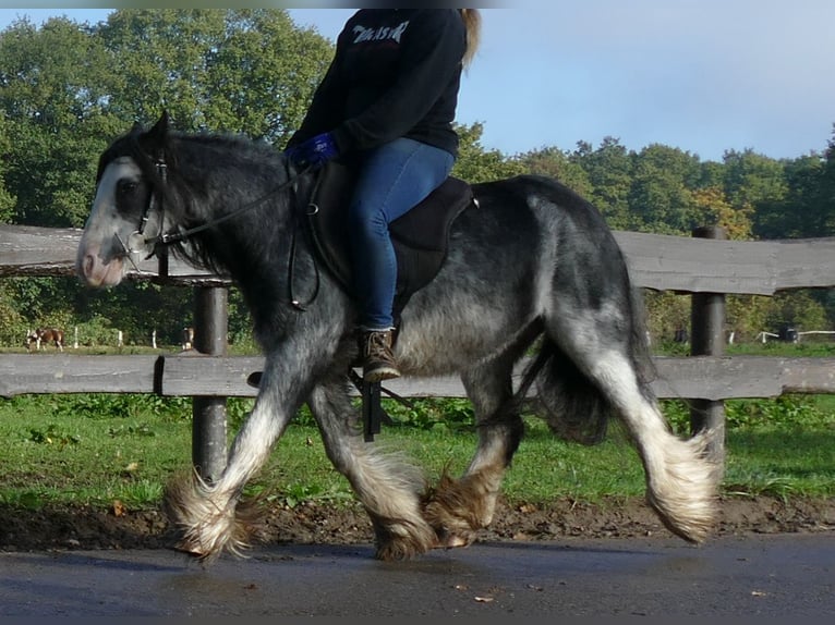 Tinker Ruin 8 Jaar 127 cm Zwartschimmel in Lathen