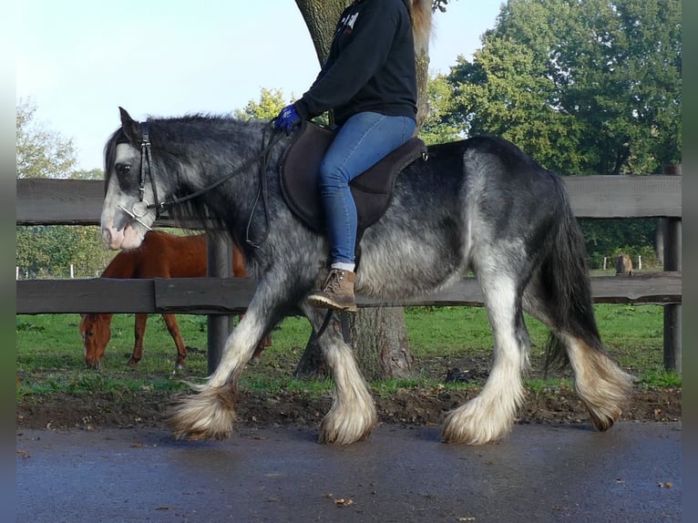 Tinker Ruin 8 Jaar 127 cm Zwartschimmel in Lathen
