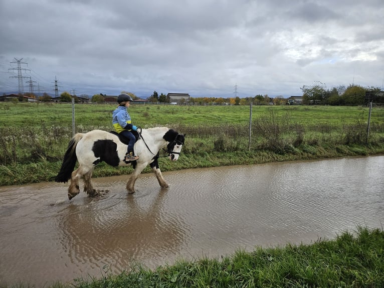 Tinker Ruin 8 Jaar 128 cm Gevlekt-paard in Edingen-Neckarhausen