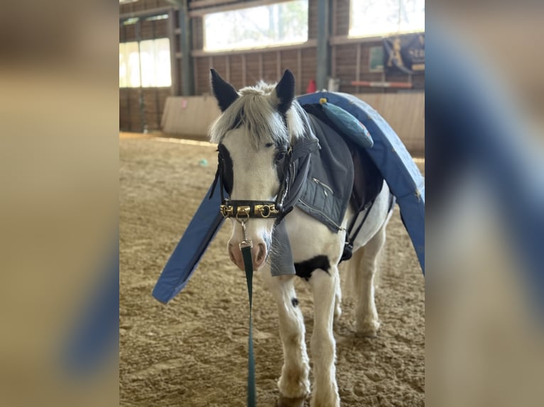 Tinker Ruin 8 Jaar 133 cm Gevlekt-paard in Bad blumau