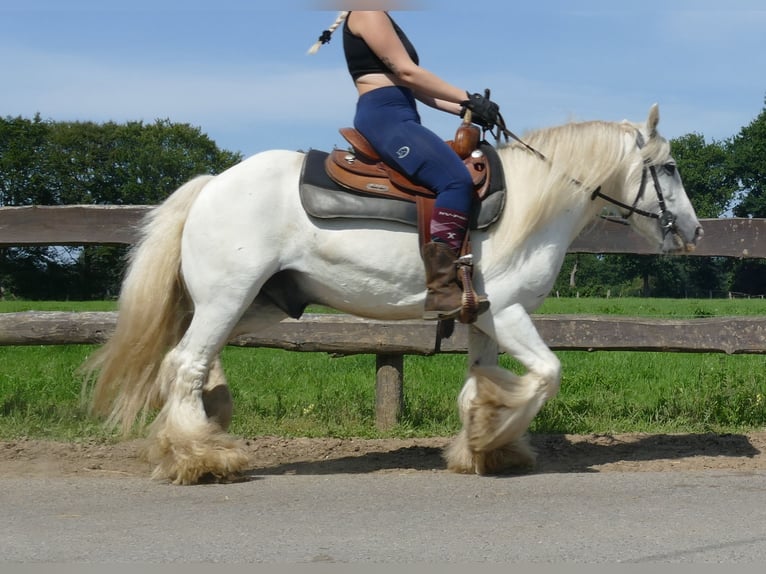 Tinker Ruin 8 Jaar 133 cm Schimmel in Lathen