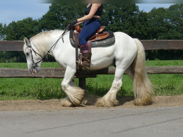 Tinker Ruin 8 Jaar 133 cm Schimmel in Lathen