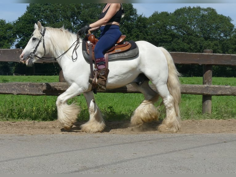 Tinker Ruin 8 Jaar 133 cm Schimmel in Lathen